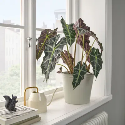 Ikea Körsbärsbjörk Plant Pot, Light Grey-beige, 7 ½ "