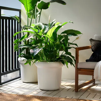 Ikea Måbärsbuske Plant Pot, Outdoor/off-white, 13 "