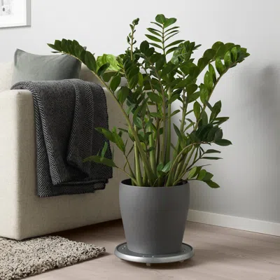 Ikea Persillade Plant Pot, Dark Gray, 9 ½ "