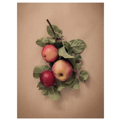 Ikea Pjätteryd Picture, Leaves With Apples, 11 ¾x15 ¾ "