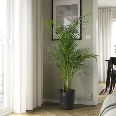 Ikea Pärlrönn Plant Pot, Indoor/outdoor/black, 9 ½ "