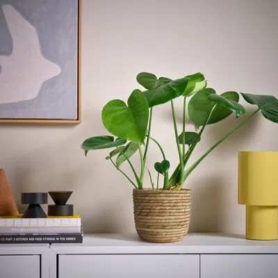 Ikea Sandödla Plant Pot, Water Hyacinth, 6 " In Neutral
