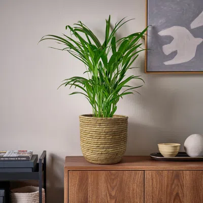 Ikea Sandödla Plant Pot, Water Hyacinth, 7 ½ " In Brown