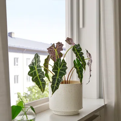 Ikea Sandkörsbär Plant Pot, Indoor/outdoor/beige, 7 ½ "
