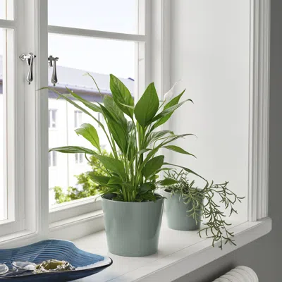 Ikea Sojaböna Plant Pot, Gray/green, 4 ¾ "