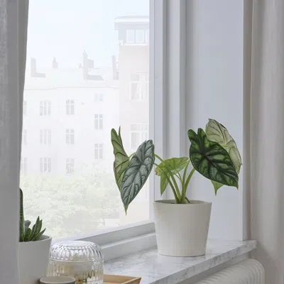 Ikea Sojaböna Plant Pot, White, 4 ¼ "