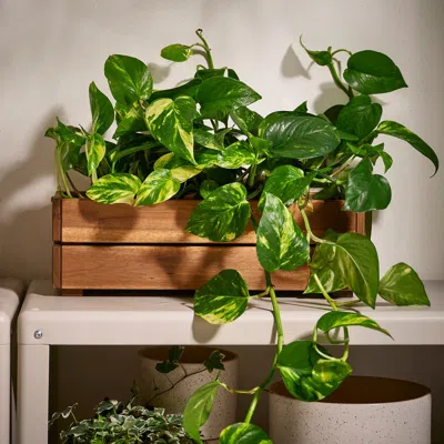 Ikea Stjärnanis Flower Box, Outdoor Acacia, 17x6 "