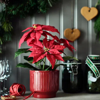 Ikea Vinterfint Christmas Artificial Potted Plant, Indoor/outdoor Poinsettia/red, 4 ¾ "
