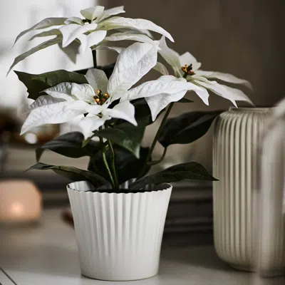 Ikea Vinterfint Christmas Artificial Potted Plant, Indoor/outdoor Poinsettia/white, 4 ¾ "