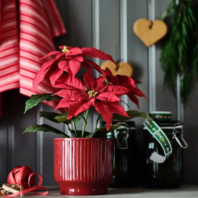 Ikea Vinterfint Christmas Plant Pot, Indoor/outdoor/red, 4 ¾ "