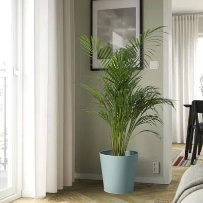 Ikea Vitlök Plant Pot, Indoor/outdoor/turquoise, 12 ½ "