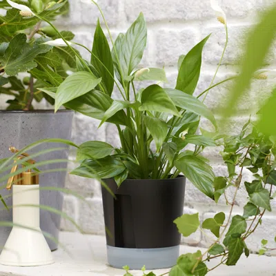 Ikea Vårdträd Self-watering Plant Pot, Indoor/outdoor Transparent/anthracite, 4 ¾ " In Black