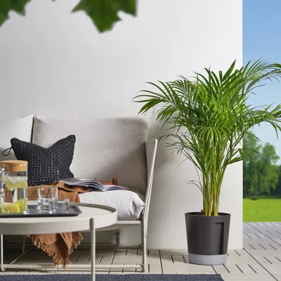 Ikea Vårdträd Self-watering Plant Pot, Indoor/outdoor Transparent/anthracite, 9 ½ "