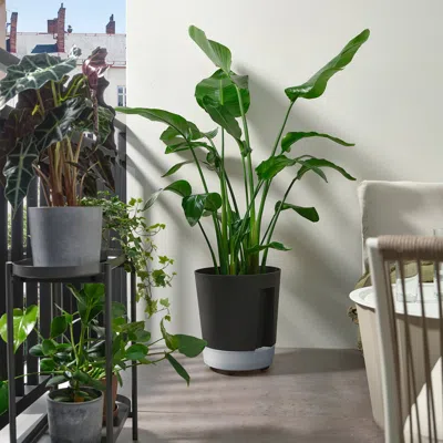 Ikea Vårdträd Self-watering Plant Pot, With Wheels Indoor/outdoor/transparent Anthracite, 12 ½ "