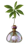 Ilex Studio Glass Avocado Vase In Multi