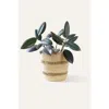 Indego Africa Bolga Planter