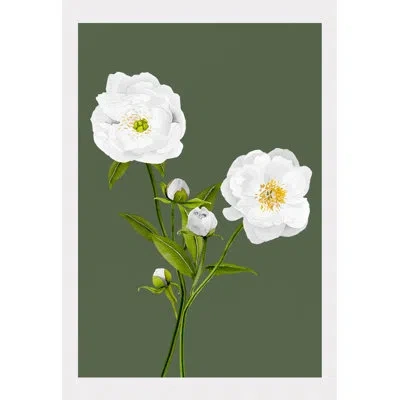 India & Purry Art Print:  White Peonies On Olive In White;green