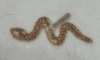 Jacquie Aiche Yg Mini Textured Snake Piercing Stud