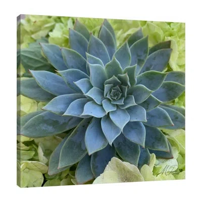 Jaxson Rea Adored Succulents 4 By Marcus Prime - Wrapped Canvas Print