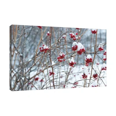 Jaxson Rea Berries In Winter By Sue Schlabach - Wrapped Canvas Print In Blue;gray;red;purple;charcoal Gray;steel