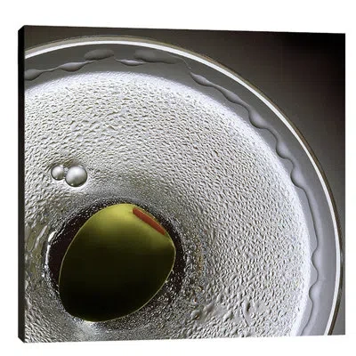 Jaxson Rea 'birds Eye Martini' By Barry Seidman Photographic Print On Wrapped Canvas In Gray