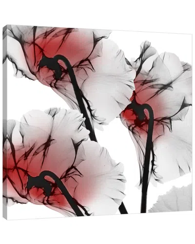Jaxson Rea Crimson Luster Cyclamen By Albert Koetsier