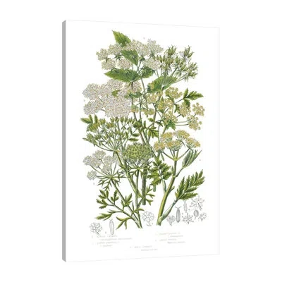 Jaxson Rea Flowering Plants Iii By Wild Apple Portfolio - Wrapped Canvas Print