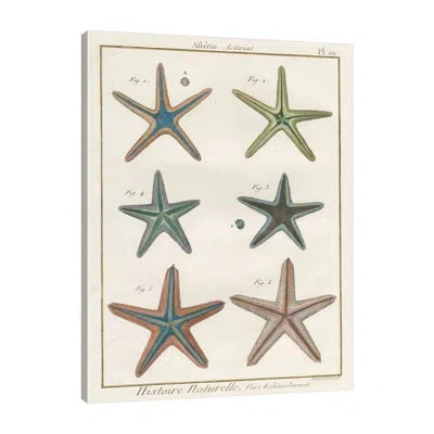 Jaxson Rea Histoire Naturelle Starfish I By Wild Apple Portfolio - Wrapped Canvas Print In Blue;white;gray;tan White;coral Pink;mis