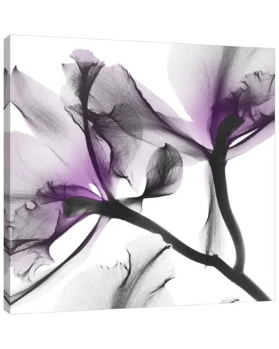 Jaxson Rea Lavender Luster 1 By Albert Koetsier