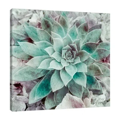 Jaxson Rea Springtime Succulents 2 By Marcus Prime - Wrapped Canvas Print In Blue;black;white;gray;red;purple;teal Bl