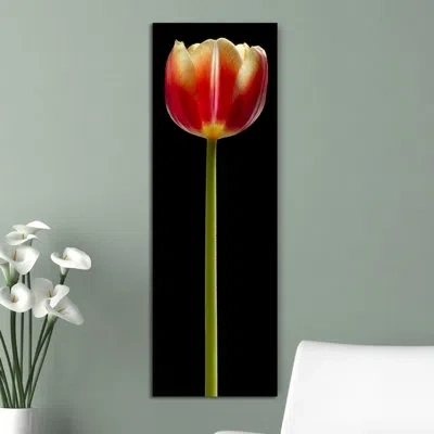 Jaxson Rea Tall Orange Tulip - Wrapped Canvas Photographic Print In Black,red