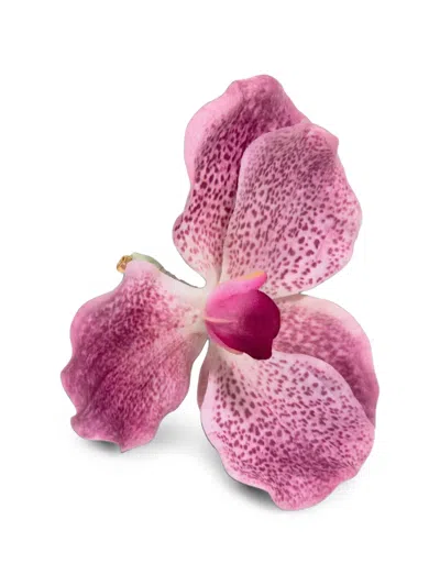 Jennifer Behr Orchidia Brooch In Pink