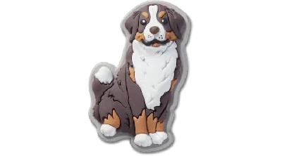 Jibbitz Bernese Mountain Dog Puppy