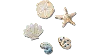 Jibbitz Gold Seashell 5 Pack