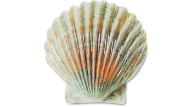 Jibbitz Natural Seashell