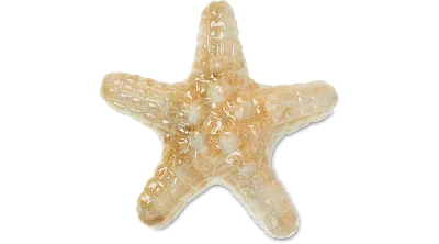 Jibbitz Natural Star Fish