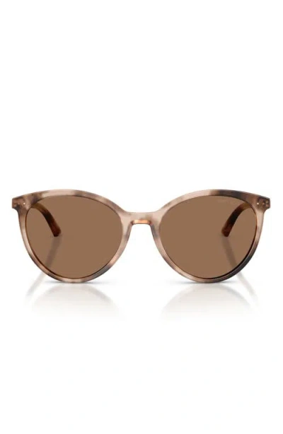 Jimmy Choo 53mm Phantos Sunglasses In Chai Havana/dark Brown