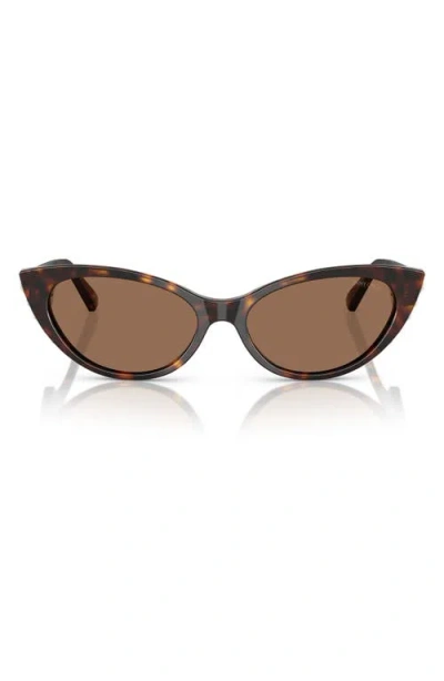 Jimmy Choo 55mm Cat Eye Sunglasses In Havana