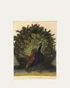 John Derian Common Peacock Trinket Tray, 6" X 9"