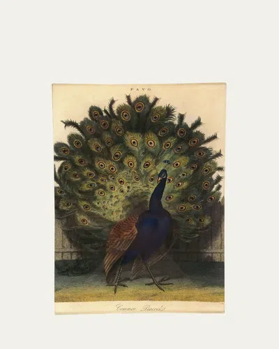 John Derian Common Peacock Trinket Tray, 6" X 9"
