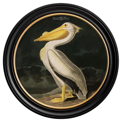 Pre-owned John James Audubon American White Pelican Print Audubon's Birds Of America C1838 Round Frame, New