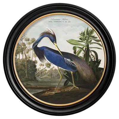 Pre-owned John James Audubon Louisiana Heron Print From Audubon's Birds Of America C1838 In Round Frame, New In Brown
