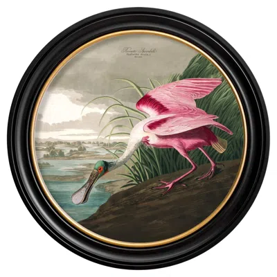 Pre-owned John James Audubon Roseate Spoonbill Print From Audubon's Birds Of America C1838 Round Frame, New In Brown