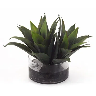 John-richard Agave Plant In Jar