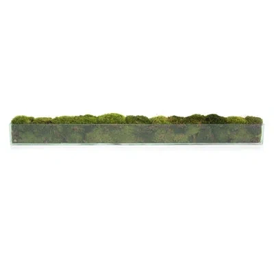 John-richard Artificial Moss Plant In Jar