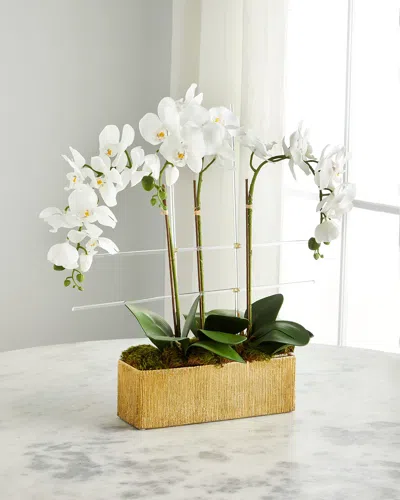 John-richard Collection Golden Drip Orchids Arrangement In White