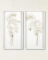 John-richard Collection Study Of Orchids Ii Wall Art In White