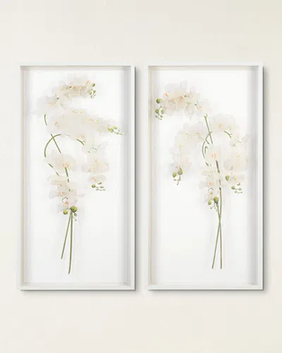 John-richard Collection Study Of Orchids I Wall Art In White