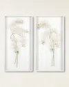 John-richard Collection Study Of Orchids Ii Wall Art In White
