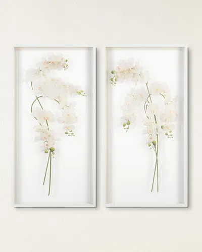 John-richard Collection Study Of Orchids Ii Wall Art In White